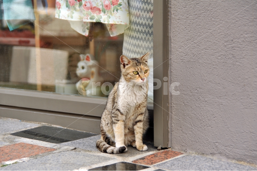 고양이,애묘,길고양이,동물,cat,동물,animal,포유류,mammal,고양이,cat,kitten,kitty