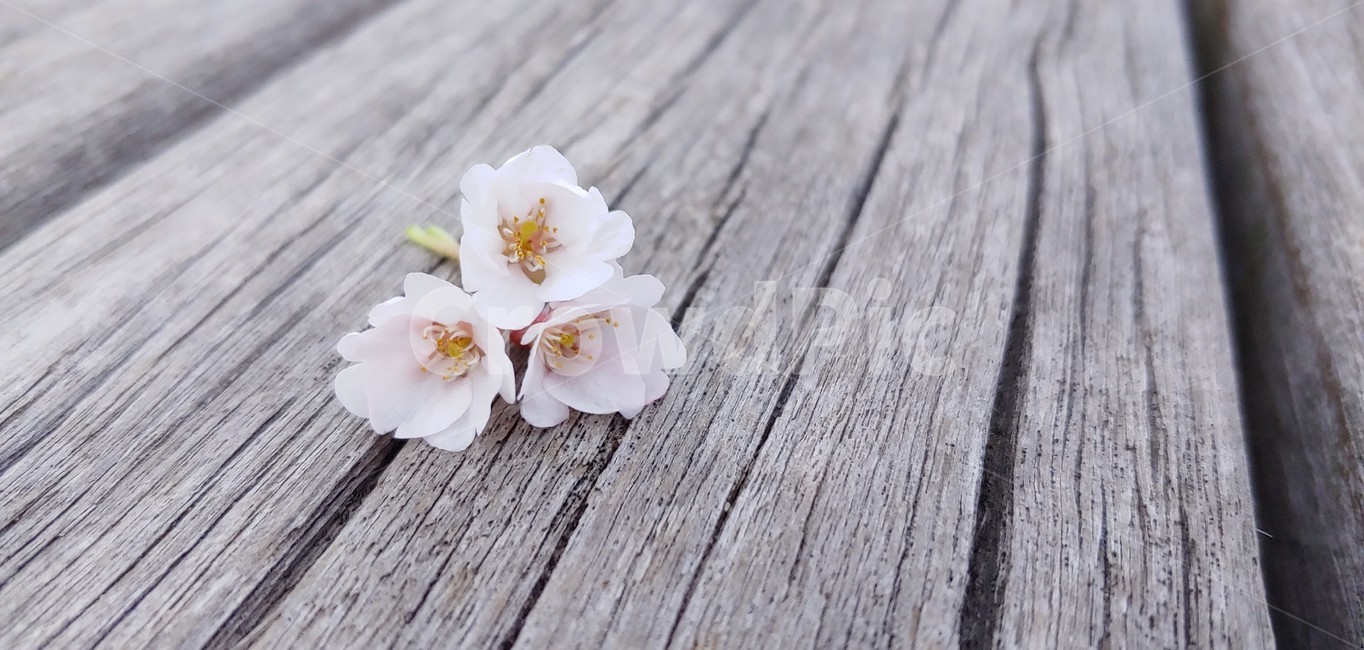 식물,꽃,벗꽃,벤치,의자,봄,봄,계절,spring,season,꽃,flower