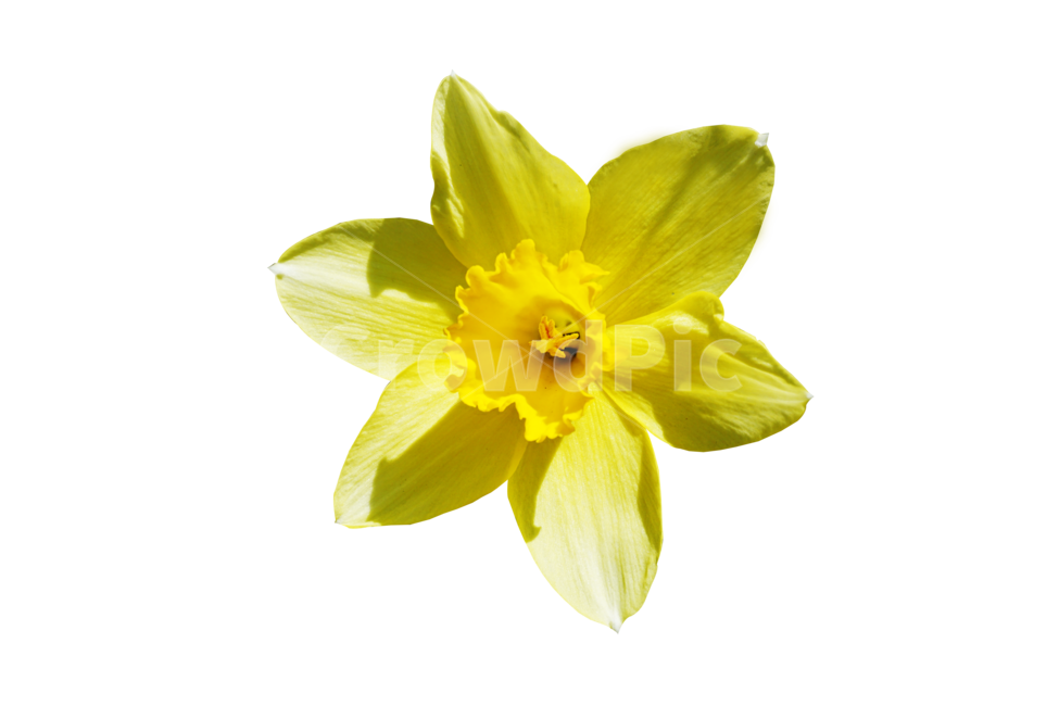 수선화,노란꽃,자연,식물,꽃,plant,blossom,flower,꽃말,자기애,어리석음