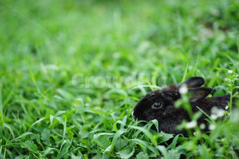토끼,공원,초원,rabbit,park,동물,풀,초록,동물,animal,포유류,mammal