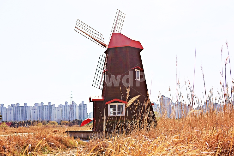 풍차,갈대,식물,자연,생태공원,풍경,배경,가을,계절,fall,autumn,season,자연,풍경,nature,landscape,motor,모터,engine,엔진,machine,기계