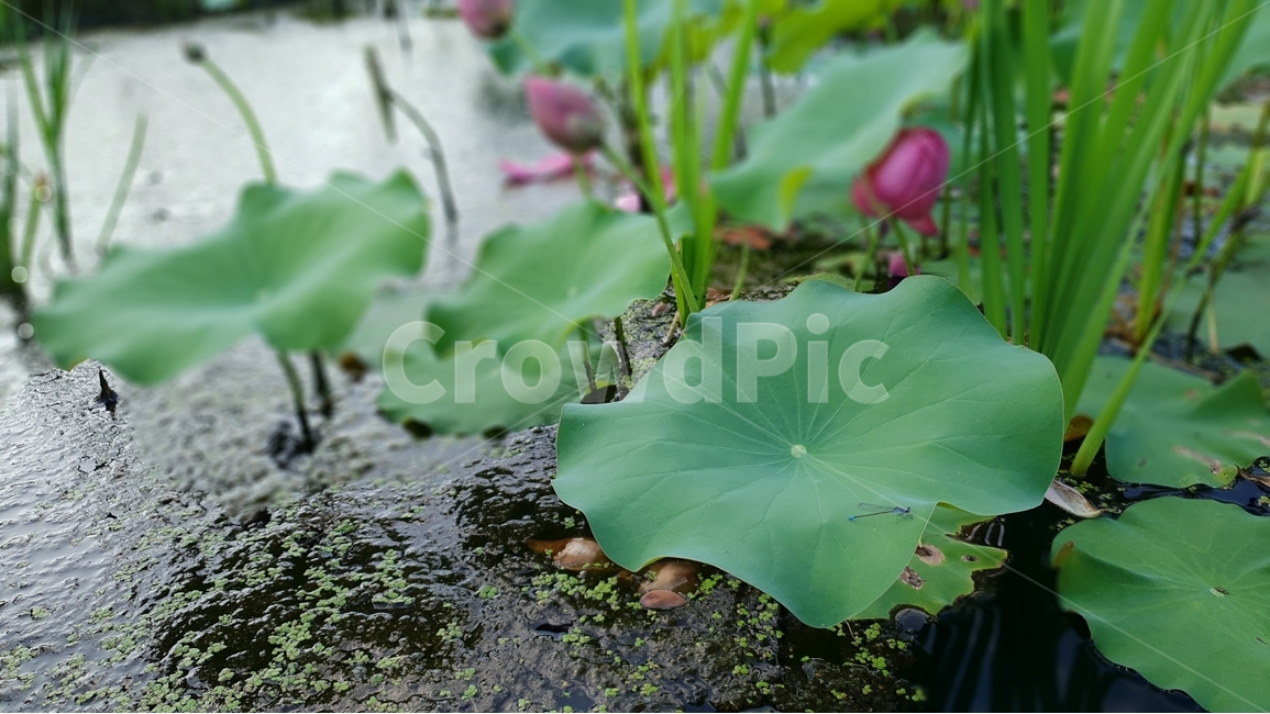 연밥,씨앗,여름,연못,식물,자연,초록,결실,꽃진자리,lotusseed,nature,plant,summer,수생식물,다년생,번식,생존,연꽃열매,연꽃씨앗,연잎,연꽃,홍련,배경,배경이미지,배경화면,식물,자연,plants,nature