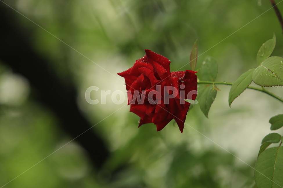 비,풍경,빗방울,소경,rain,비오는소경,식물,자연,plants,nature,꽃,flower
