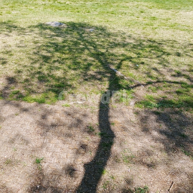 plant,식물,ground,바닥,나무그림자,나무,tree