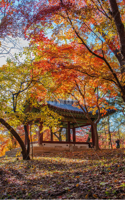 창경궁,한옥,단풍,maple,나무,tree,식물,plant,가을,계절,fall,autumn,season