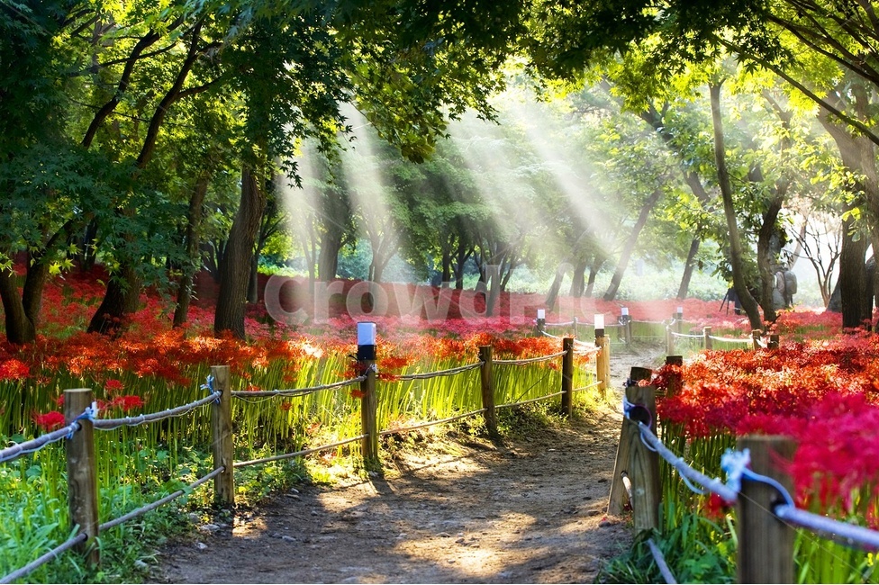 영광,불갑사,꽃무릇,아침빛,빛내림,자연,풍경,nature,landscape,한국자연풍경,한국자연경관,korea nature landscape,휴식,힐링,rest,relaxation,healing,plant,식물