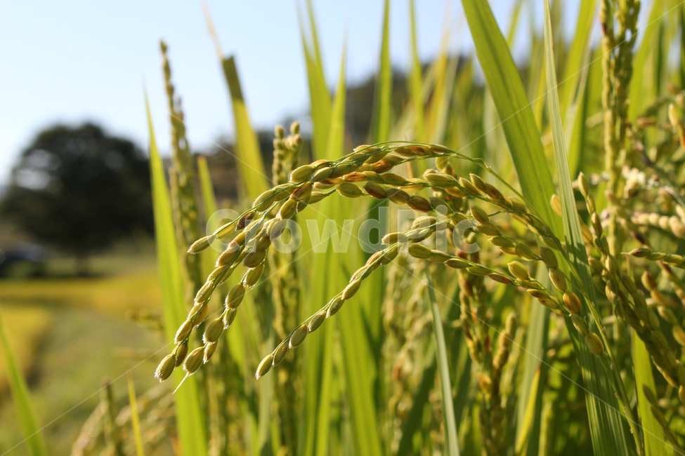 autumn,cereal,closeup,countryside,earofpaddy,fall,farm,field,food,green,harvest,macro,nature,paddy,planeicon,plant,rice,seed,yellow,논,논농사,쌀,쌀농사,쌀알,클로즈업,가을,농사,농촌,식물,자연,녹색,그린,노란색,쌀알갱이,농산물,곡류,곡식,cereals,산업,industry,industrial,농업,농사,agriculture,farming,farming industry