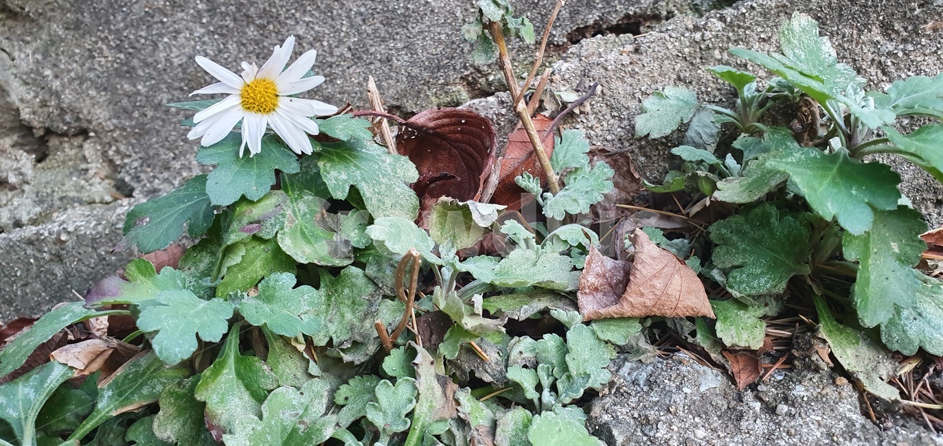 flower,꽃,plant,식물,잎