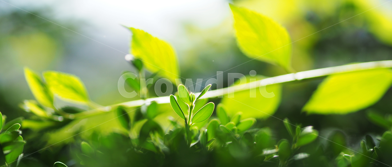 봄,새싹,풀잎,초록색,따듯함,spring,buds,leaves,green,warm,여유,휴식,relaxation,landscape,rest,식물,자연,plants,nature,휴식,힐링,rest,relaxation,healing