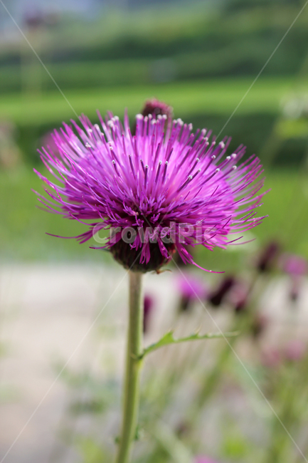 closeup,colorful,flower,garden,green,macro,natural,nature,pink,plant,purple,singleflower,spined japanese thistle,thistle,violet,엉겅퀴,클로즈업,꽃,생화,식물,그린,녹색,정원,공원,핑크,분홍색,퍼플,보라색,꽃송이,한송이,자연,자주색,식물,자연,plants,nature,꽃,flower