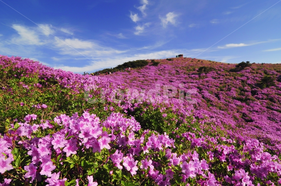 봄여행,봄,산행,황매산,철쭉,나들이,봄,계절,spring,season,자연,풍경,nature,landscape,한국자연풍경,한국자연경관,korea nature landscape,식물,plants,꽃,flower,plant,geranium,제라늄,blossom