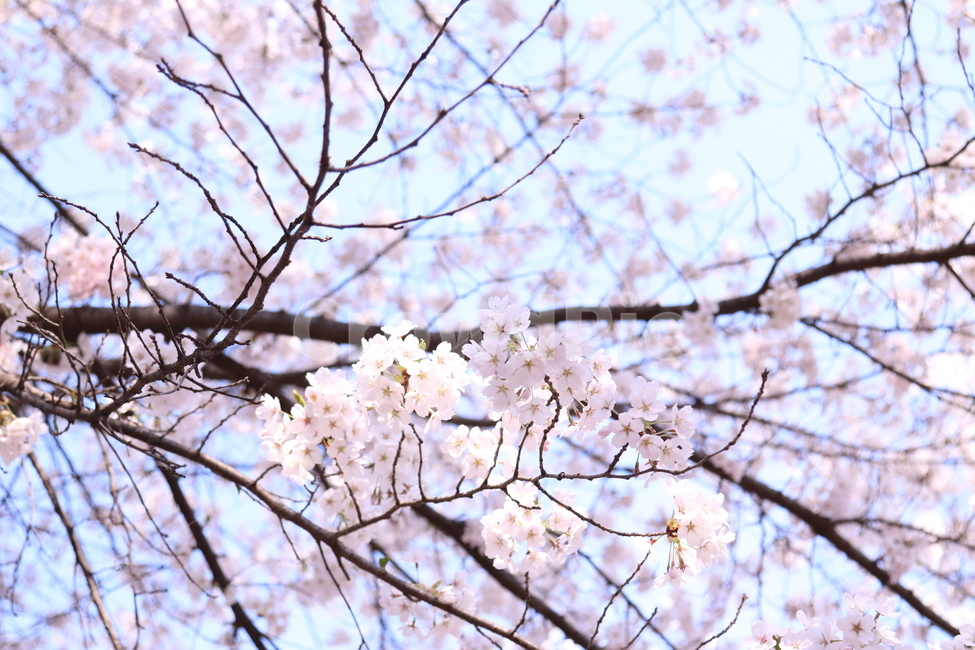 벚꽃,꽃,봄,나무,벚꽃축제,봄,계절,spring,season,식물,자연,plants,nature,꽃,flower,plant,blossom