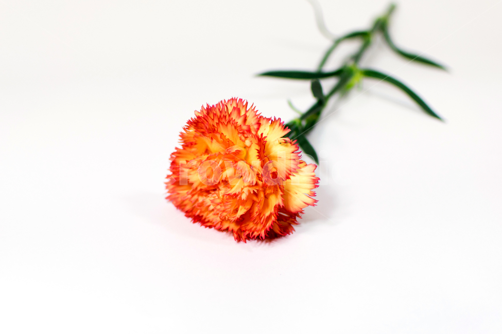 카네이션,carnation,꽃,어버이날,스승의날,가정의달,가족,기념일,축하,감사,이벤트,사랑,식물,시즌,스튜디오촬영,클로즈업,closeup,흰색배경,누끼,주황색,꽃,flower,가족,패밀리,family,기념일,축하,anniversary,congratulation,celebrate,celebration,교육,학교,공부,education,learning,study,school