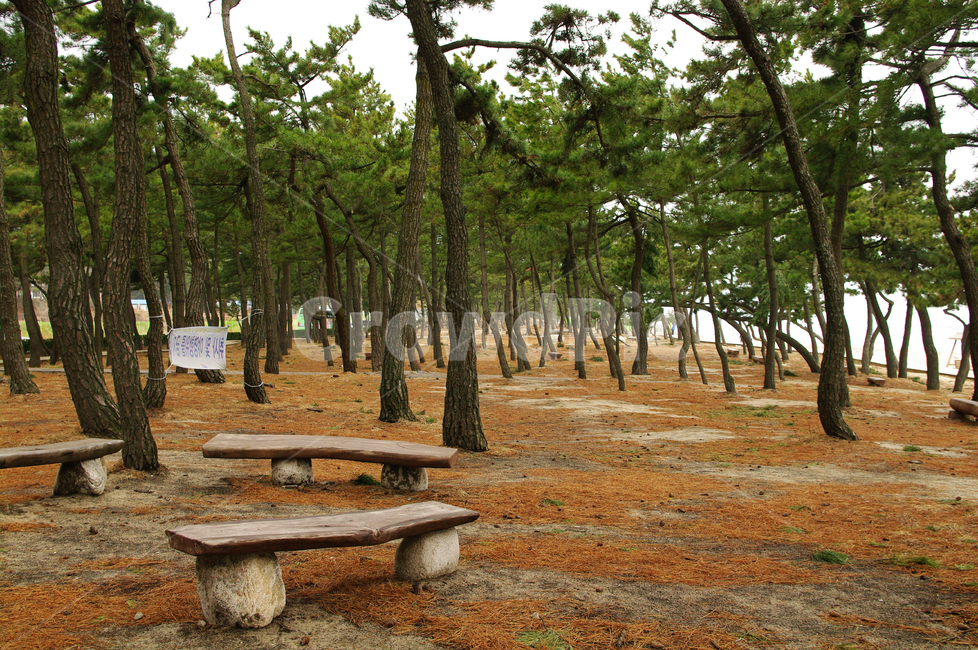 소나무,숲,솔잎,나무,식물,풍경,의자,자연,풍경,nature,landscape,tree,plant,bench,벤치