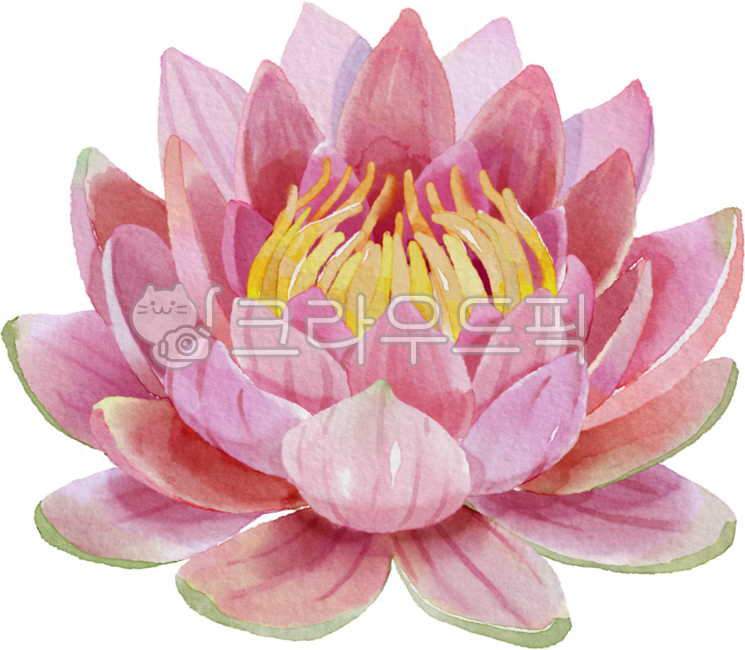 꽃,꽃그림,식물,연꽃,수련,lotus,탄생화,7월,꽃일러스트,식목일,그림,타투도안,수채화,문신,타투디자인,타투,생일,플로랄디자인,꽃디자인,식물그림,flower,plant,다꾸,다이어리꾸미기,watercolor,자연