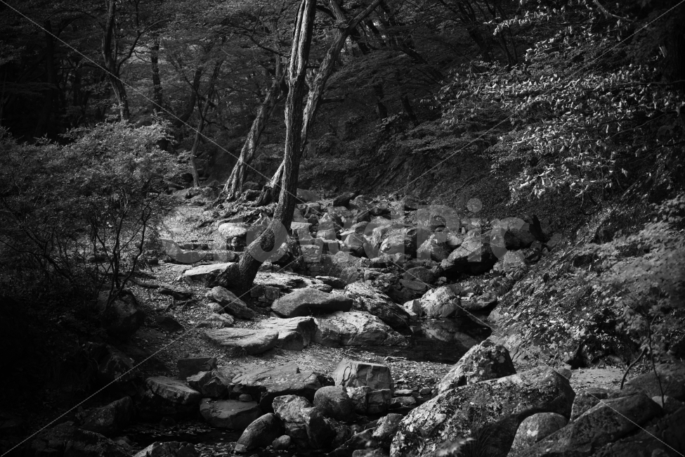 흑백사진,사진,가을,계곡,단풍,monochrome,계절,autumn,풍경,배경화면,landscape,leaf,fall,picture,포토그래퍼,photographer,자연,풍경,nature,landscape,한국자연풍경,한국자연경관,korea nature landscape,흑백,모노톤,monochrome,black and white,ground,바닥,plant,식물,rubble,파편