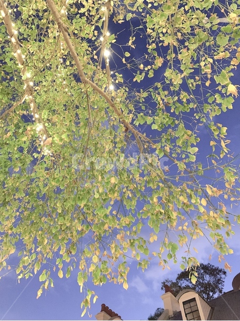 나무,tree,식물,plant,자연,nature,빛,하늘,sky,밤