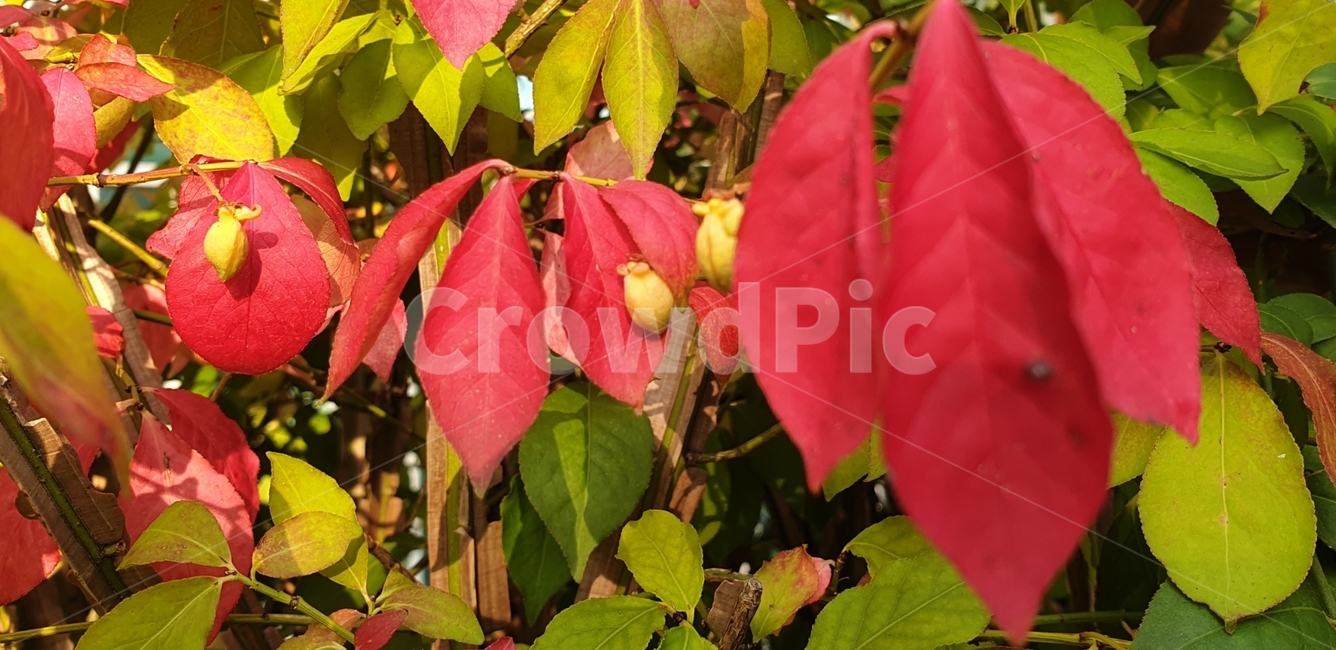 leaf,잎,plant,식물,화살나무,단풍,화살나무단풍,식물,자연,plants,nature