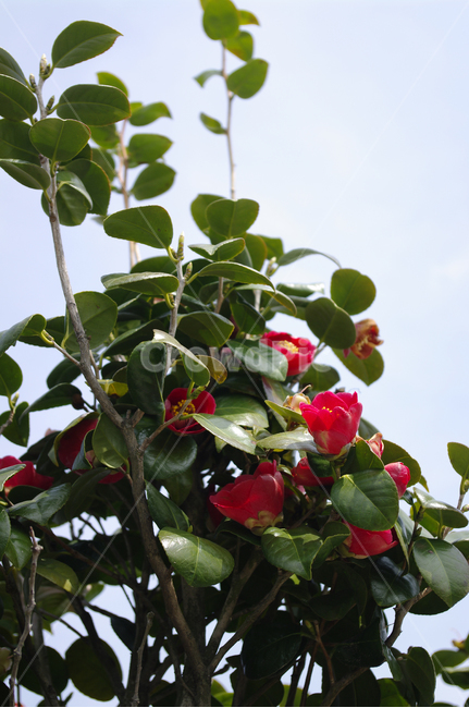 동백꽃,꽃,flower,계절,봄,spring,식물,자연,plants,nature,꽃,flower