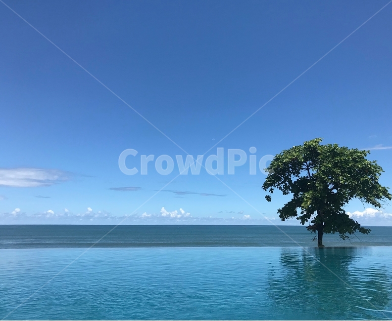 인피니티풀,풀장,수영잔,나무,바다,바다수영장,바다풀장,파란,하늘,nature,자연,ocean,해안선,대양,water,물
