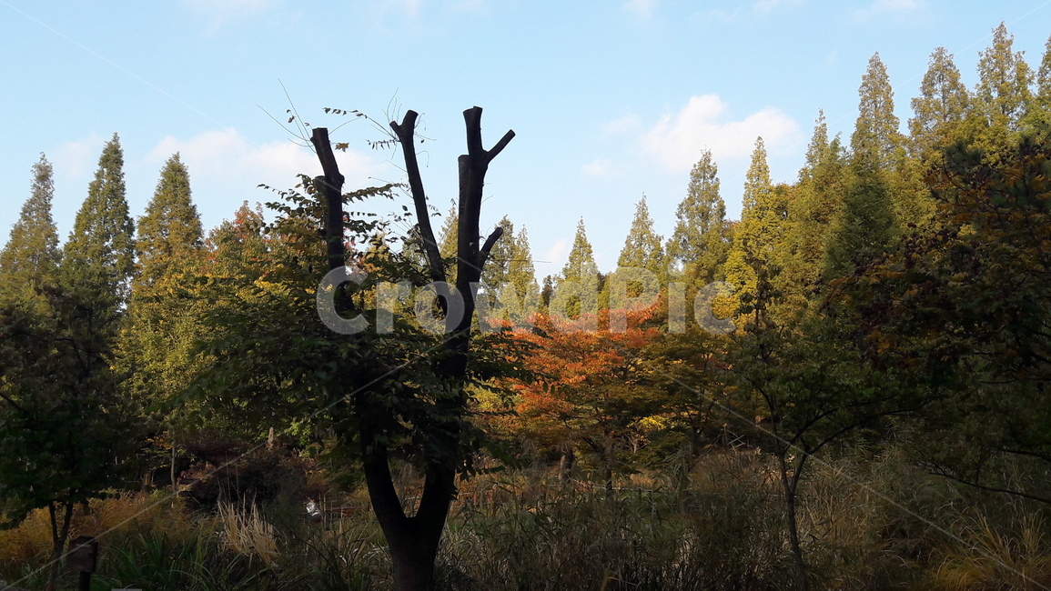 가을,하늘,단풍,아름다움,울긋불긋,가을,계절,fall,autumn,season,tree,나무,plant,식물,fir,전나무
