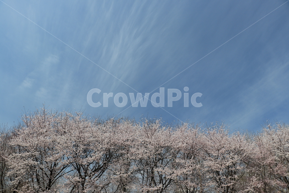 봄,벚꽃,꽃,spring,flower,cherryblossoms,봄,계절,spring,season,자연,풍경,nature,landscape,outdoors,옥외,ice,빙