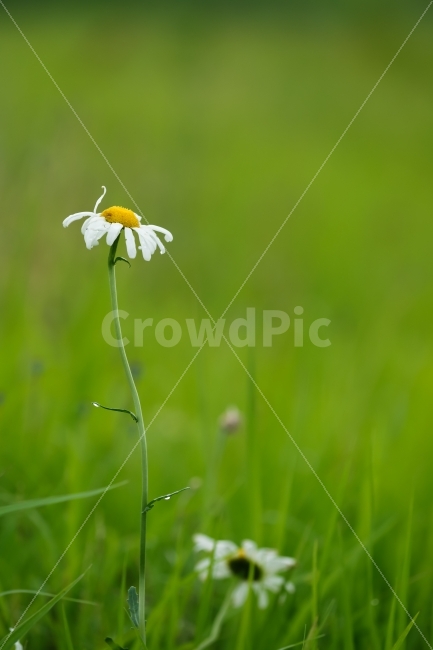 식물,들국화,꽃,이슬,녹색,조화,식물,자연,plants,nature,꽃,flower