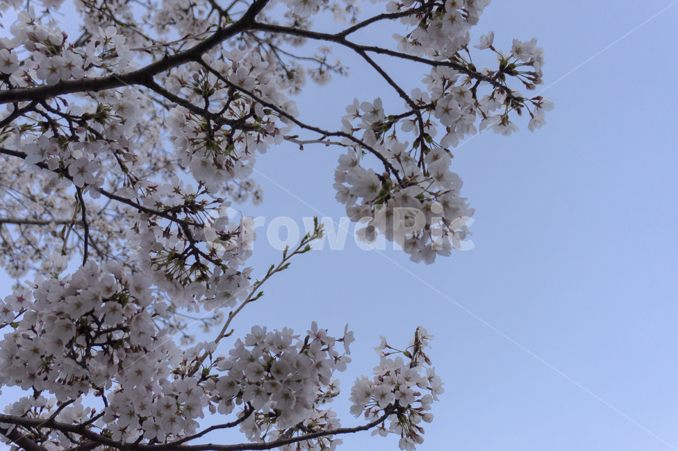 벚꽃,봄소풍,봄,봄날,벚꽃나무,벚꽃잎,핑크색,봄배경,봄,계절,spring,season,식물,자연,plants,nature,꽃,flower,plant,blossom