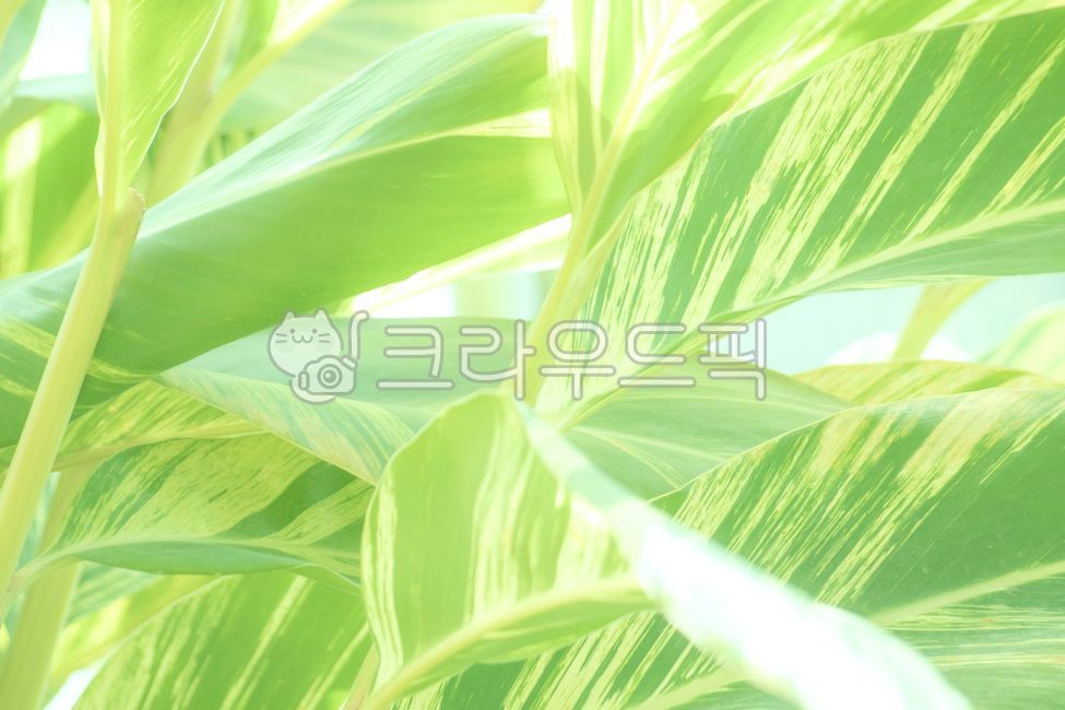 elegance,luxury,backdrop,background,leaf,tree,nature,spring,plant,branch,foliage,summer,sun,growth,new,discoloration,close-up,fresh,lush,green,garden,season,tropical,frond,texture,botany,grass,natural,stem,field,macro