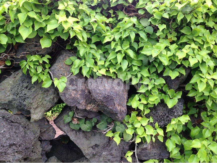 제주도,돌담,담쟁이,담쟁이덩굴,배경,ivy,astonewall,jeju,background,제주도,jeju,jeju island,식물,자연,plants,nature,plant