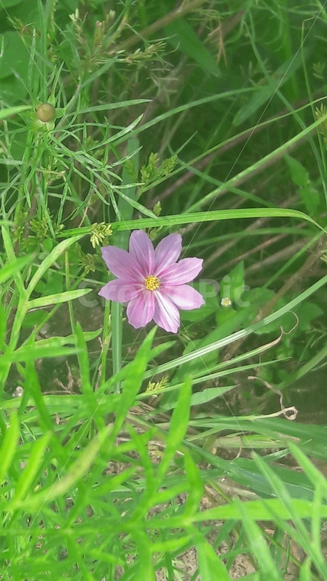 꽃,코스모스,초록,분홍,수줍음,가을,계절,fall,autumn,season,식물,자연,plants,nature,꽃,flower,plant,blossom,geranium,제라늄