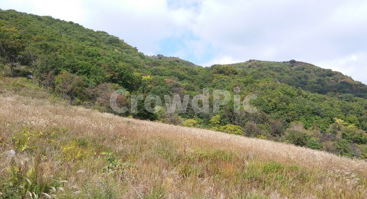 가을하늘,억새길,가을바람,가을소풍,자연,nature,언덕,hill,outdoors,들,가을,계절,fall,autumn,season,옥외