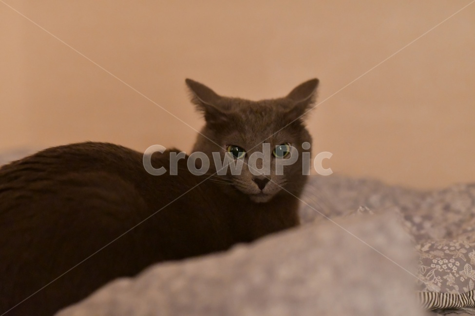 고양이,반려묘,반려동물,동물,러블,cat,animal,동물,animal,포유류,mammal,고양이,cat,kitten,kitty