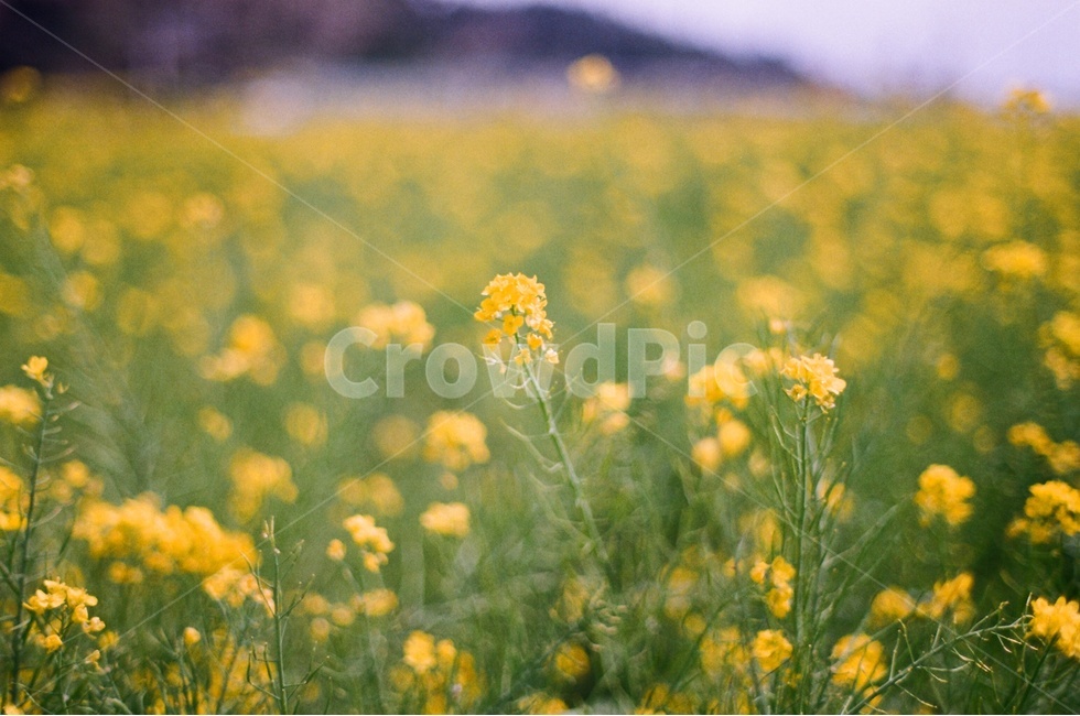 유채꽃,봄꽃,노란색,노란꽃,유채꽃밭,봄,계절,spring,season,식물,자연,plants,nature,꽃,flower,감성,sensible,feeling,field,들,grassland,목초지,outdoors,옥외