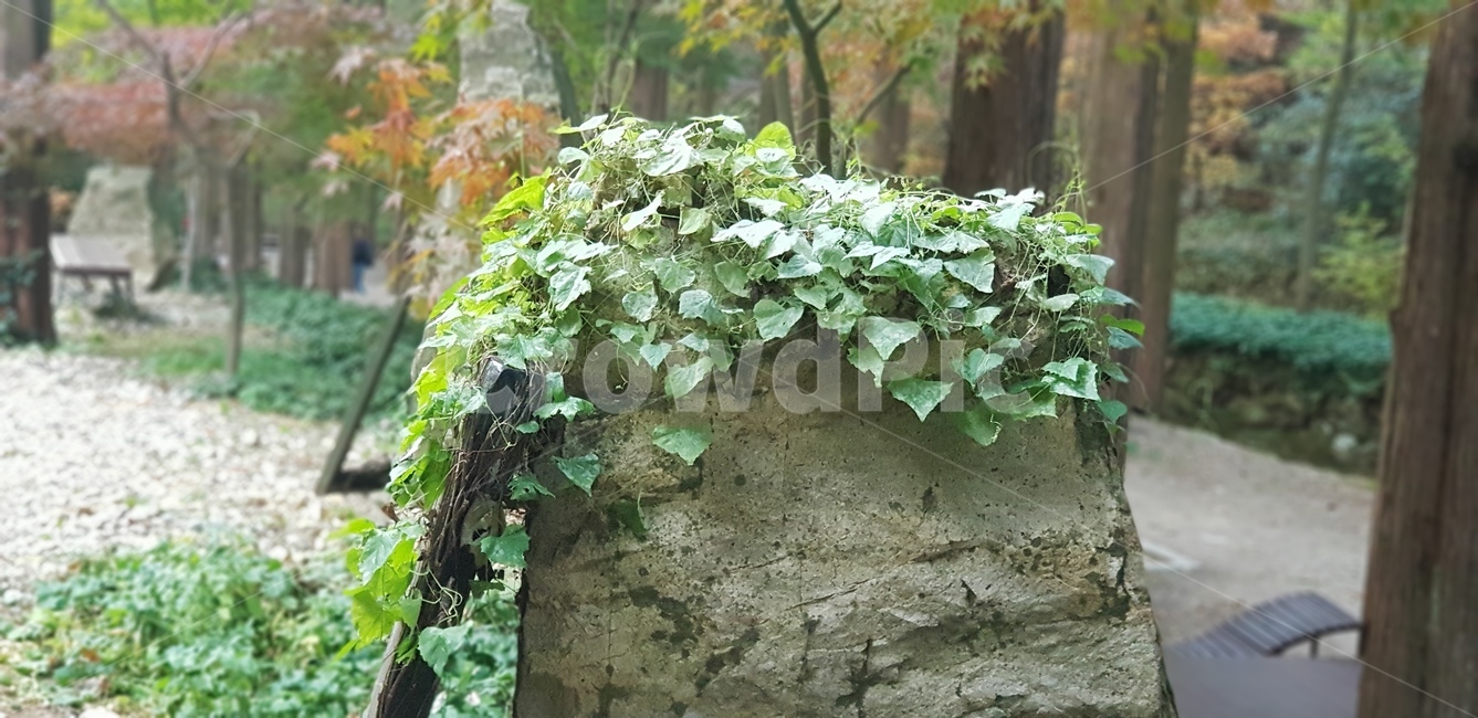 가을,단풍,바위,돌,초록,줄기,자갈,나무,노랑,plant,식물,ㄱ,식물,자연,plants,nature