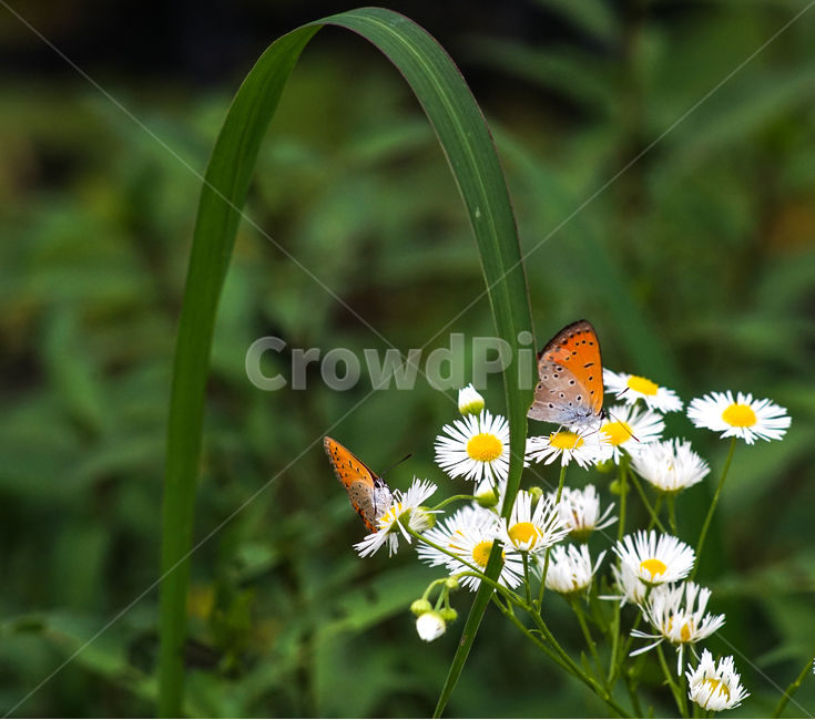 꽃,들꽃,개망초,나비,식물,곤충,자연,식물,자연,plants,nature,꽃,flower,동물,animal,곤충,벌레,insect,bug