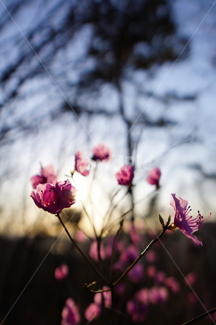 진달래,봄,꽃,식물,제라늄,geranium,flower,plant