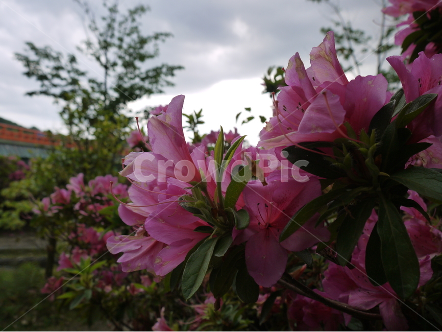 철쭉,봄,공원,산책,꽃,봄,계절,spring,season,식물,자연,plants,nature,꽃,flower,plant,blossom