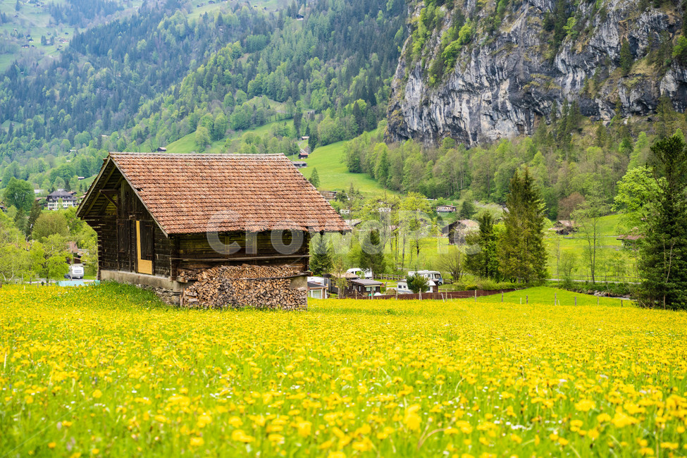 라우너트부넨,lauterbrunnen,스위스,초원,자연,녹샌,목초지,동물,animal,field,들,민들레,노란꽃