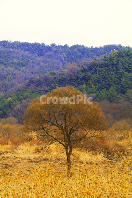산,강,숲,하늘,나무,갈대,억새,풀,풀밭,초원,가을,계절,fall,autumn,season,식물,자연,plants,nature,나무,trees,wood,outdoors,옥외