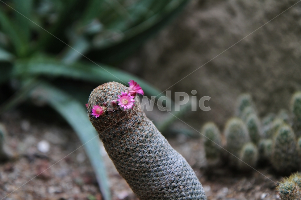 선인장꽃,식물,꽃,자연,감성사진,식물,자연,plants,nature,꽃,flower