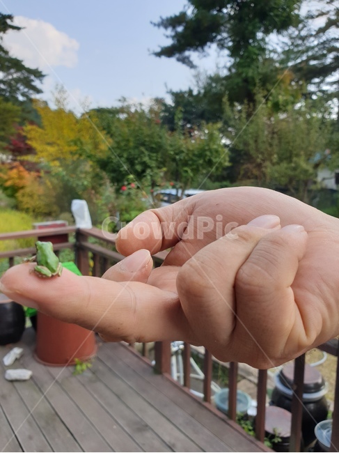 청개구리,개구리,파충류,귀여움,작은,동물,animal,파충류,양서류,reptile,amphibian