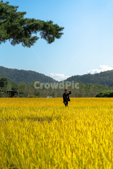 들판,황금들판,들,야외,자연,옥외,grassland,목초지,nature,human,인간,person,사람,farm,농장,구름,나무,산,인물,맑음,농촌,가을,계절,fall,autumn,season