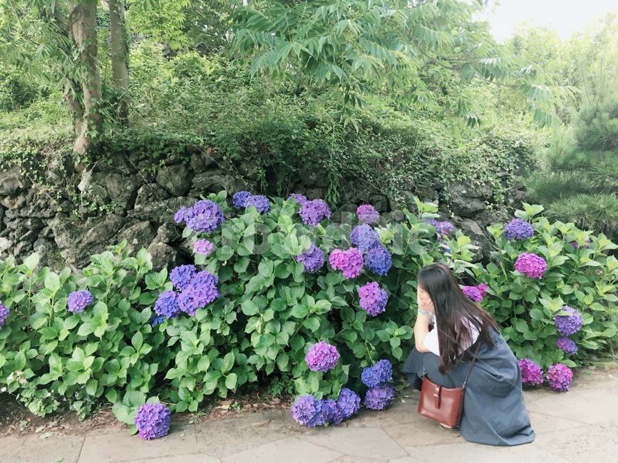수국,풍경,여름꽃,사람,꽃밭