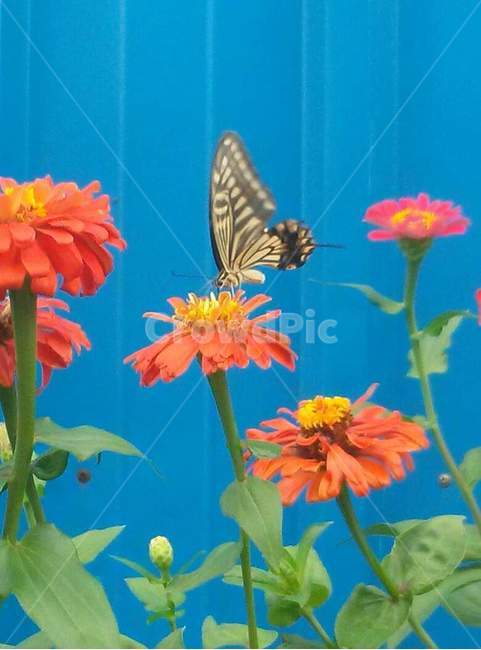 나비,꽃,시골,호랑나비,식물,동물,곤충,식물,자연,plants,nature,꽃,flower,동물,animal,곤충,벌레,insect,bug
