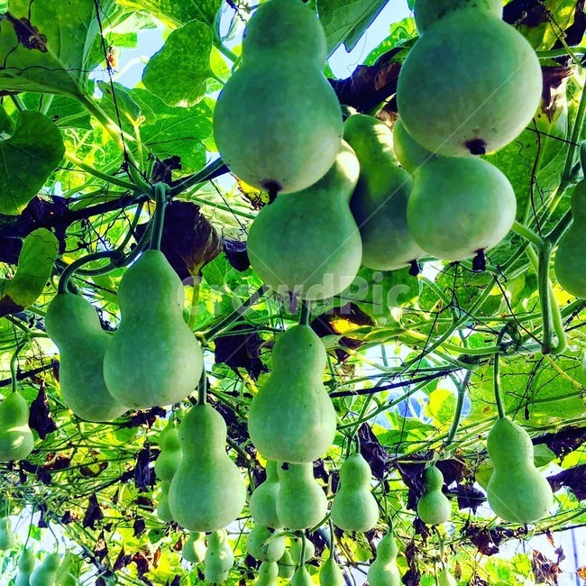 조롱박,자연,친환경,여름풍경,고향집,과일,열매,fruit,채소,야채,vegetables