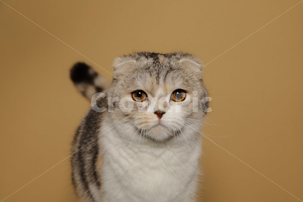 고양이,반려묘,애완동물,스코티쉬폴드,키티,냥이,scottishfold,고양이프로필,cat,kitty,고양이,cat,kitten,kitty