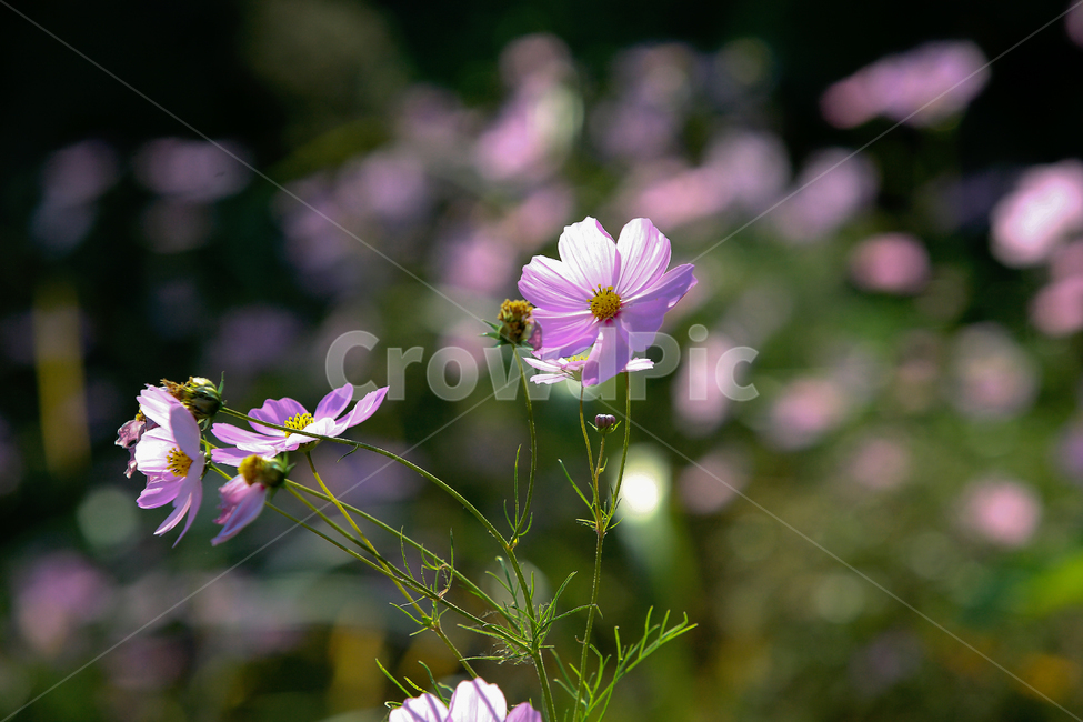 코스모스,꽃,가을,초록,계절,식물,자연,plants,nature,꽃,flower