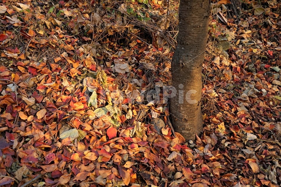 가을,낙엽,계절,autumn,fall,nature,fallenleaves,leaf,colorful,가을,계절,fall,autumn,season,plant,식물,잎,tree,나무,ground,바닥