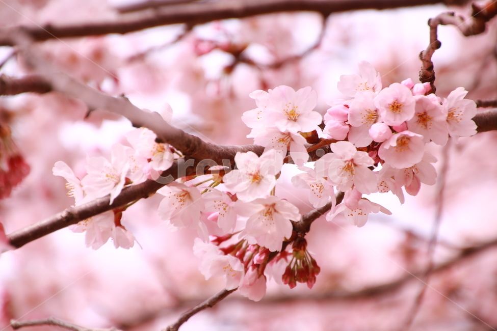 벚꽃,봄,flower,cherryblossom,봄꽃,주간,낮,분홍색,핑크색,봄날,진해,진해벚꽃제,군항제,작년,사진,spring,봄,계절,spring,season,식물,자연,plants,nature,꽃,flower,감성,sensible,feeling,plant,blossom,cherry blossom